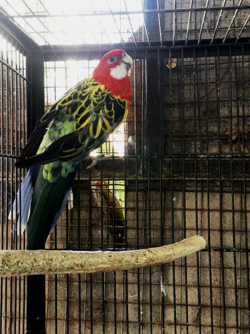 Golden mantled rosella / green cheek conure