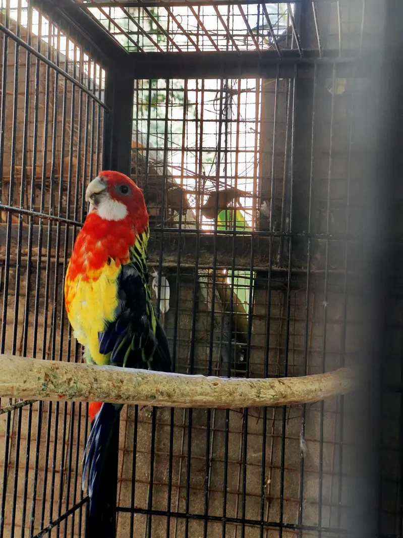 Golden mantled rosella / green cheek conure — photo 2