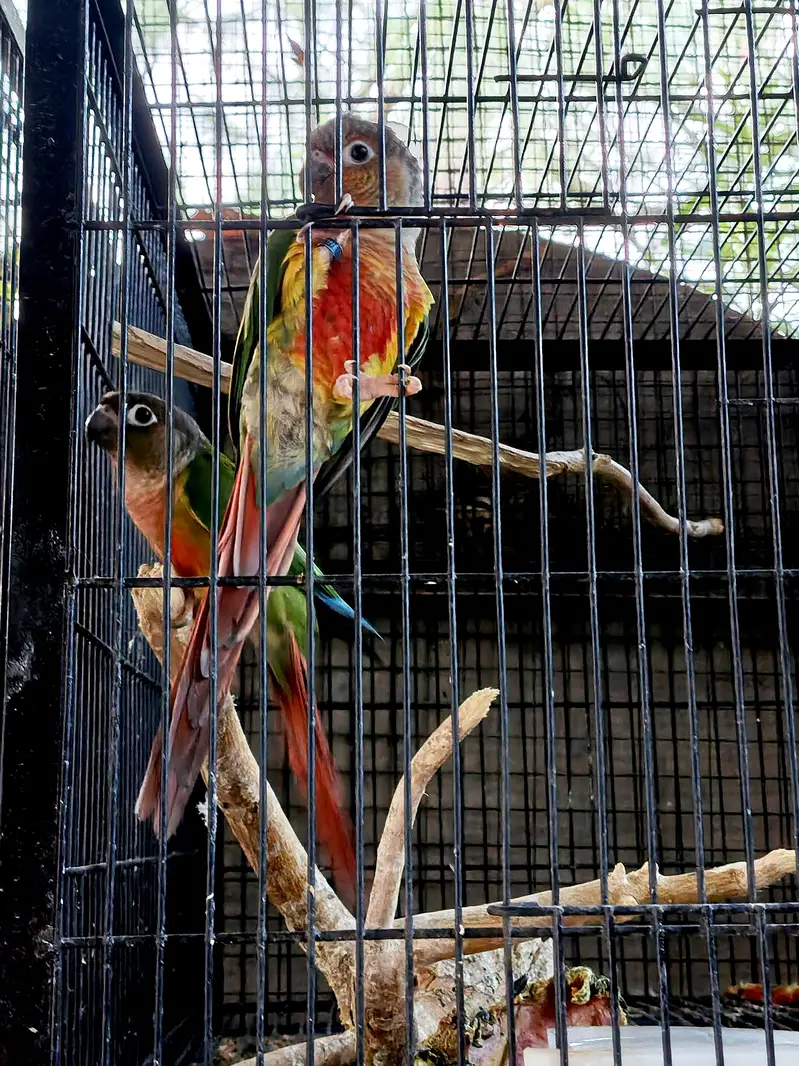 Golden mantled rosella / green cheek conure — photo 3