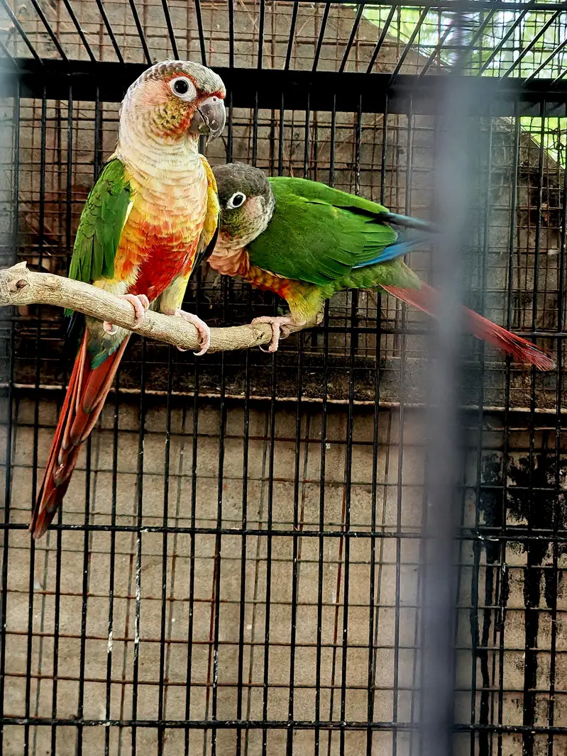 Golden mantled rosella / green cheek conure — photo 4