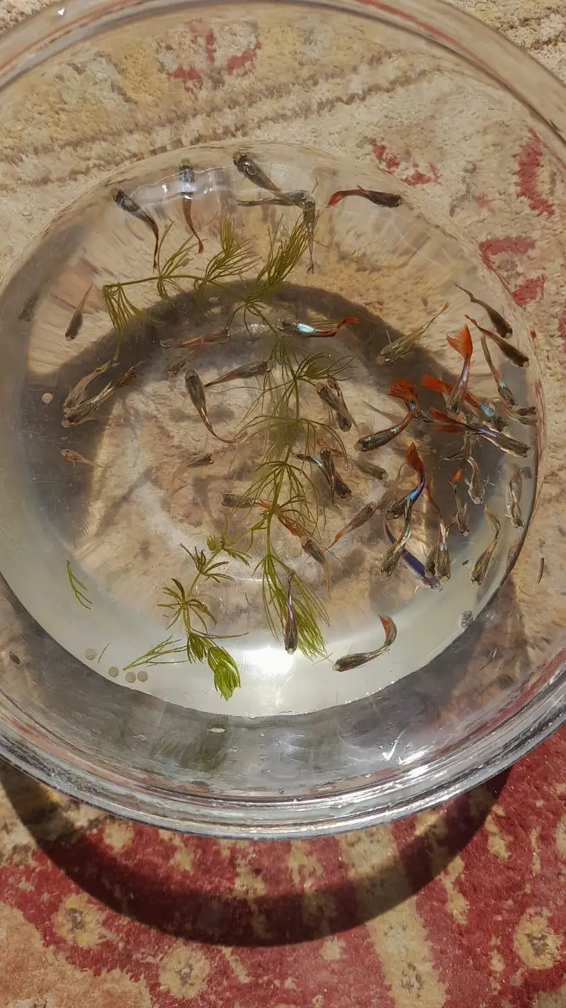 betta | guppy | molly best price — photo 4