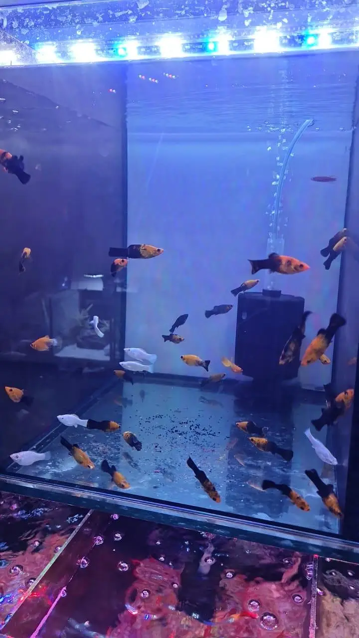 betta | guppy | molly best price — photo 5