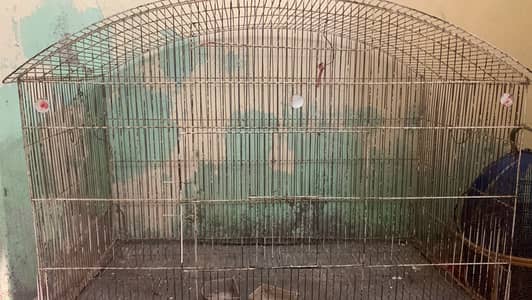 All birds buy kar lu ga monasib rate me location Dina Jhelum