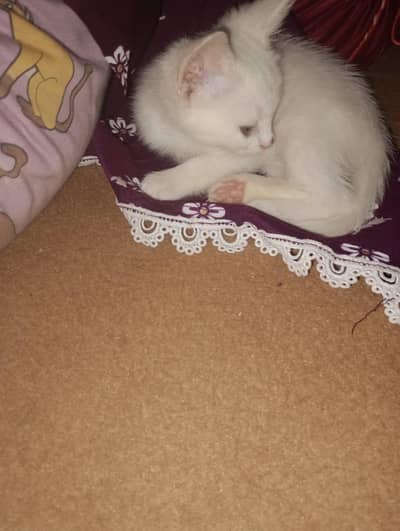 Persian Kitten (Cat)