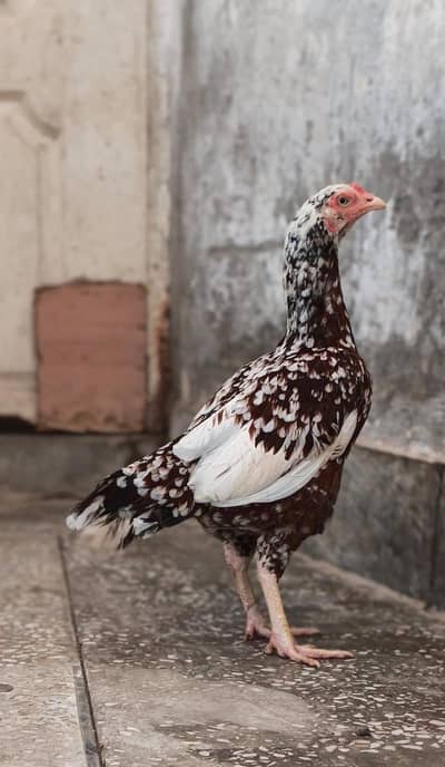 mianwali choti razi pure aseel murgi for sale 0310-0444-676