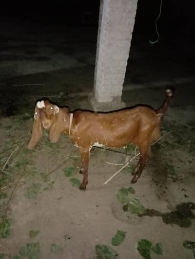 belkol ok he peso ke zarorat he what. sap 0 3 4 0 9 3 7 0 6 8 7