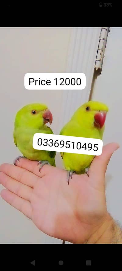 03369510495 Green ringneck parrots handtame pair