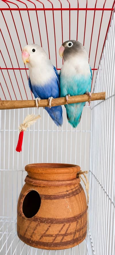 Healthy shiny lovebirds pairs