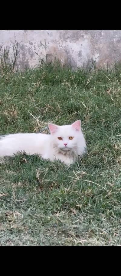 Persian Male cat cute Face