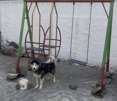 Male husky