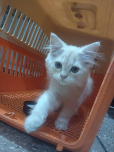 Persian Female Kitten for Sale