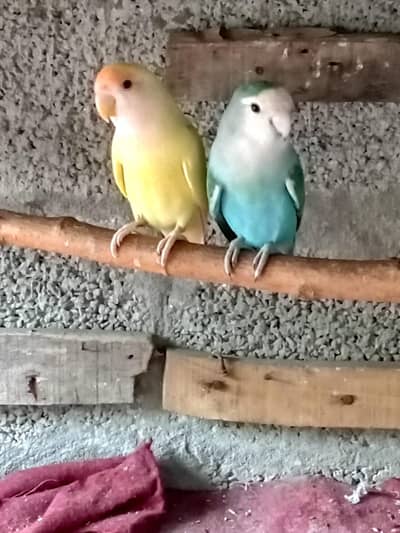 Love bird breeder pair for sale