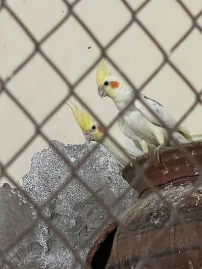 Beautiful cocktail breeder pair