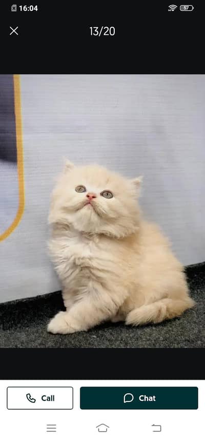 Persian cat for sale male my WhatsApp321=43=90=746