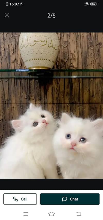 Persian cat for sale male my WhatsApp321=43=90=746
