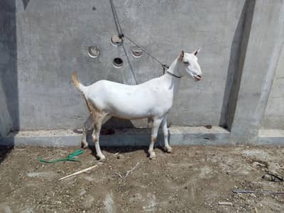 Gabn bakri