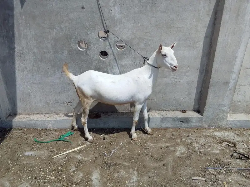 Gabn bakri