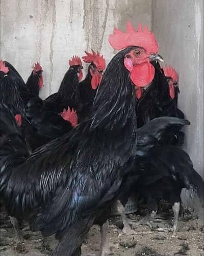 Australorp hen pair