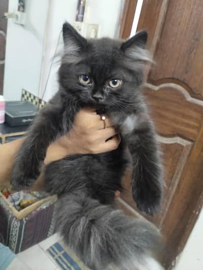 Persian male kitten