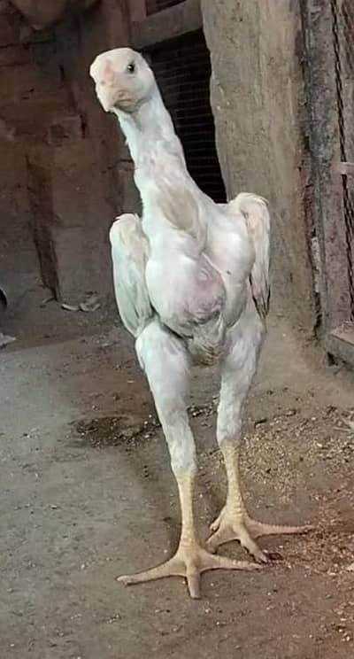 king size/shamo /high quality/white shamo/pure aseel shamo chicks