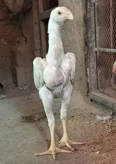 king size/shamo /high quality/white shamo/pure aseel shamo chicks