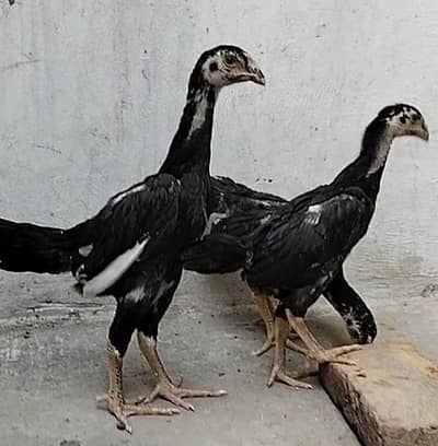 king size/shamo /high quality/white shamo/pure aseel shamo chicks
