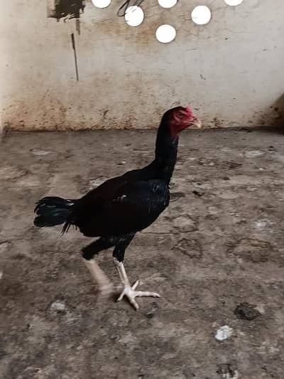 Home breed good quality phone number 03346359888  samnabad Lahore