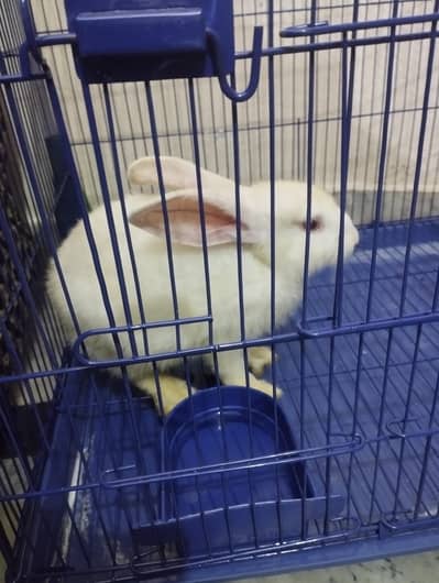 New Zealand White Rabbit Bunnie