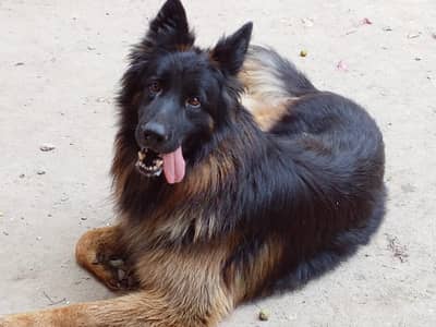 German shepherd Male pedigree 03134111831