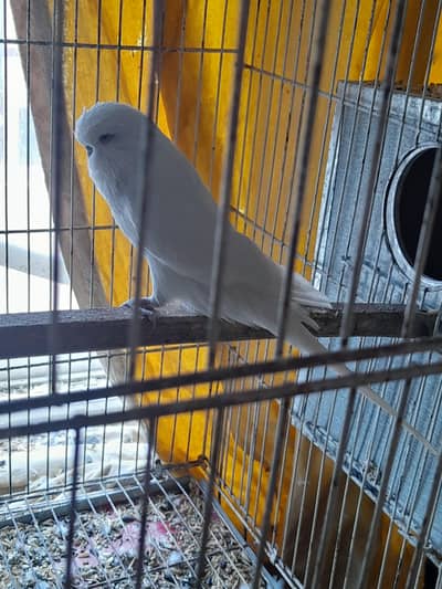 Big size Exhibition pairs/ birds for sale
