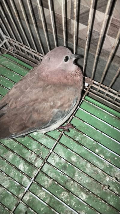 2 female wild Dove available