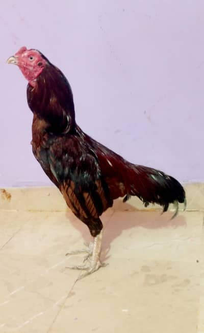 aseel Narangi
