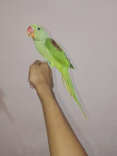 Raw parrot hand tame