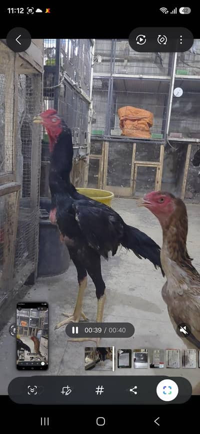 Assel pathay home breed pair.