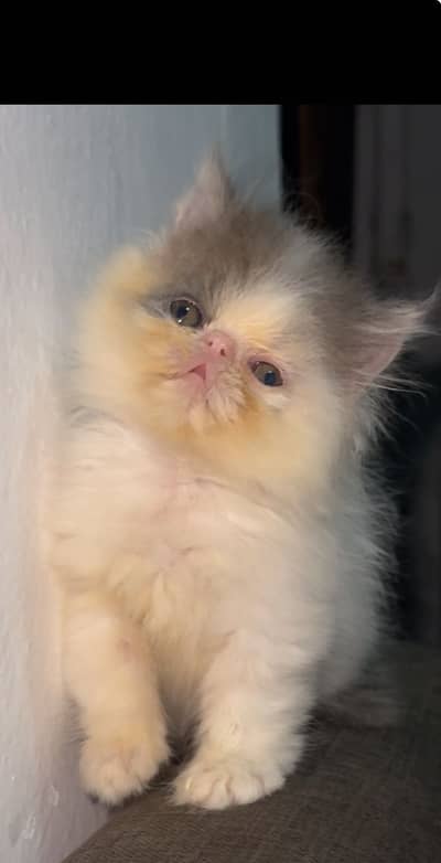Piki face male kitten