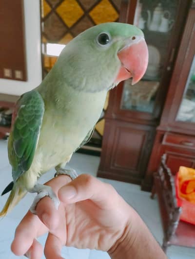 raw parrot female available fully hand tame and zero bite