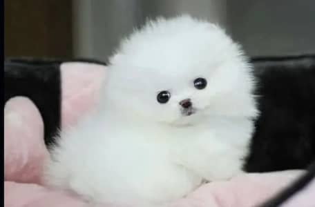Pomeranian puppy dog 2 month age WhatsApp Number 03296428873 for sale