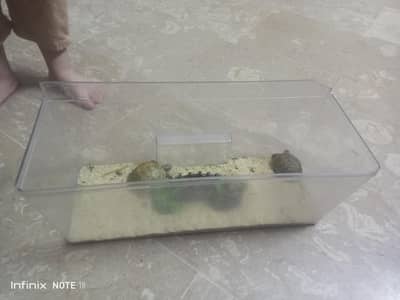 russian turtle