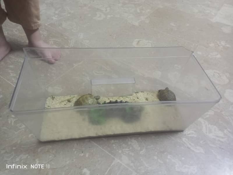 russian turtle 0