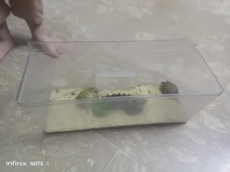 russian turtle 1