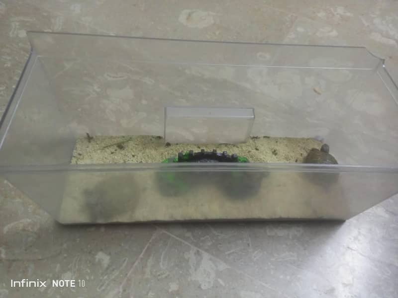 russian turtle 2