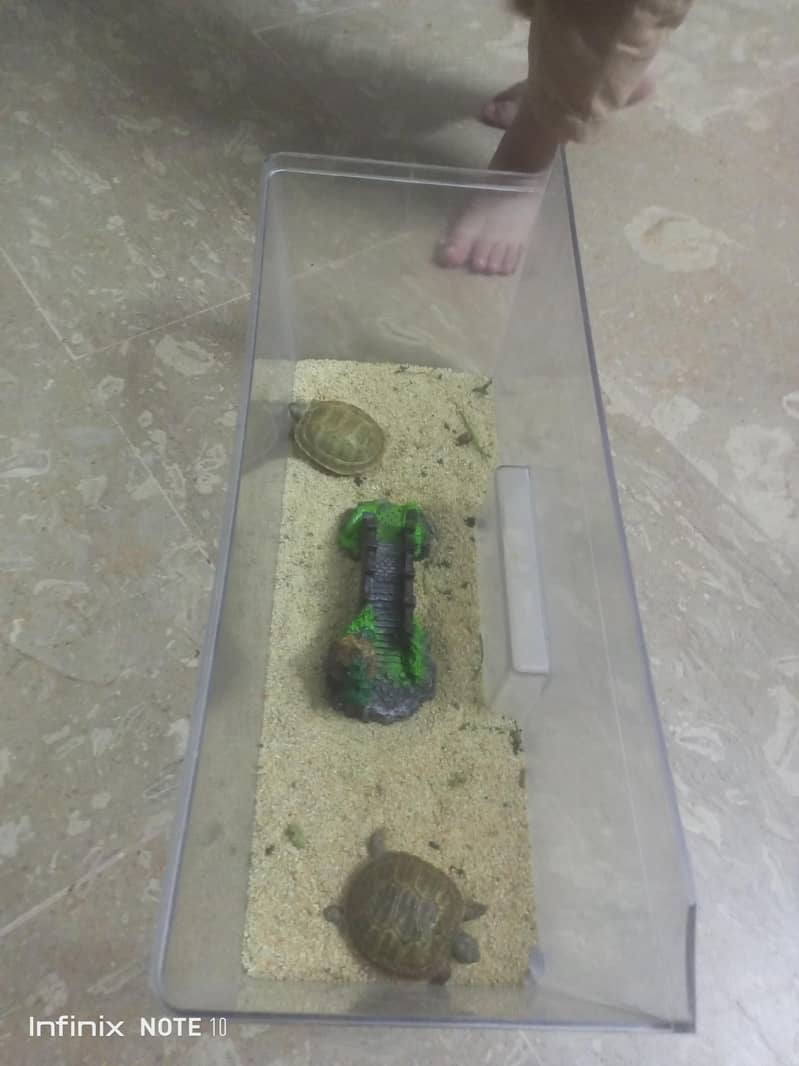 russian turtle 3