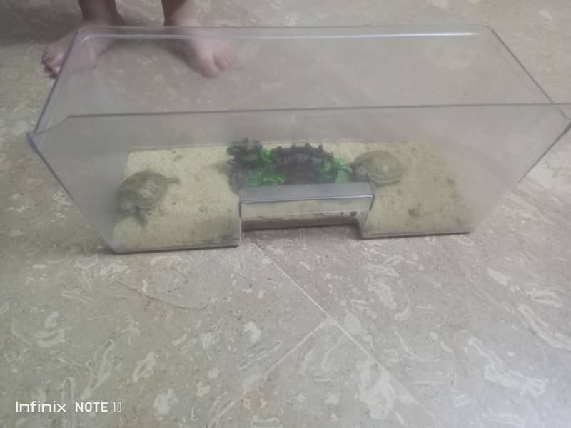 russian turtle 4