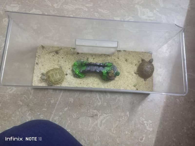 russian turtle 5