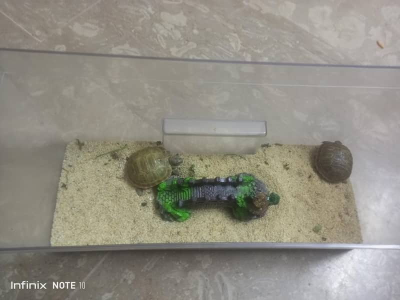 russian turtle 6