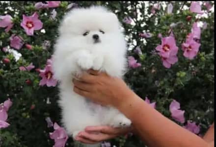 Pomeranian puppy dog 2 month age WhatsApp Number 03296428873 for sale