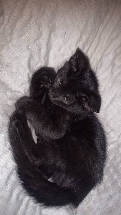 Pure black jagu for sale