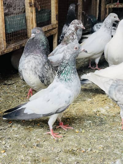 High flying pigeons male female