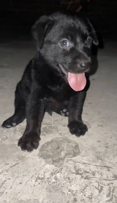 Black German shepherd
