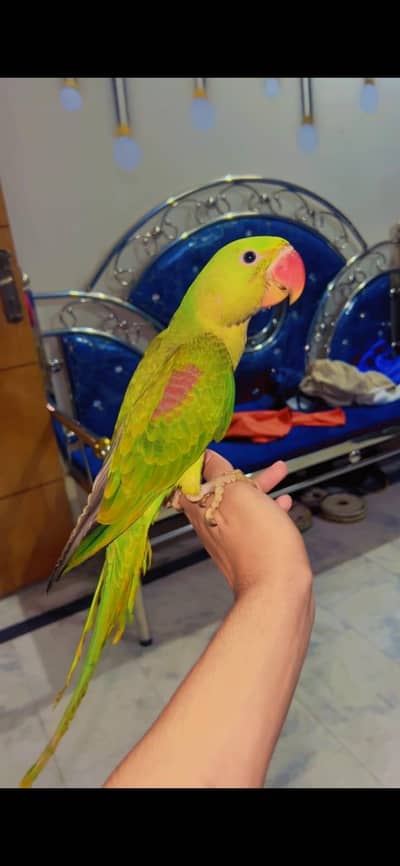 Raw parrot forsale age 7 months healthy active piece
